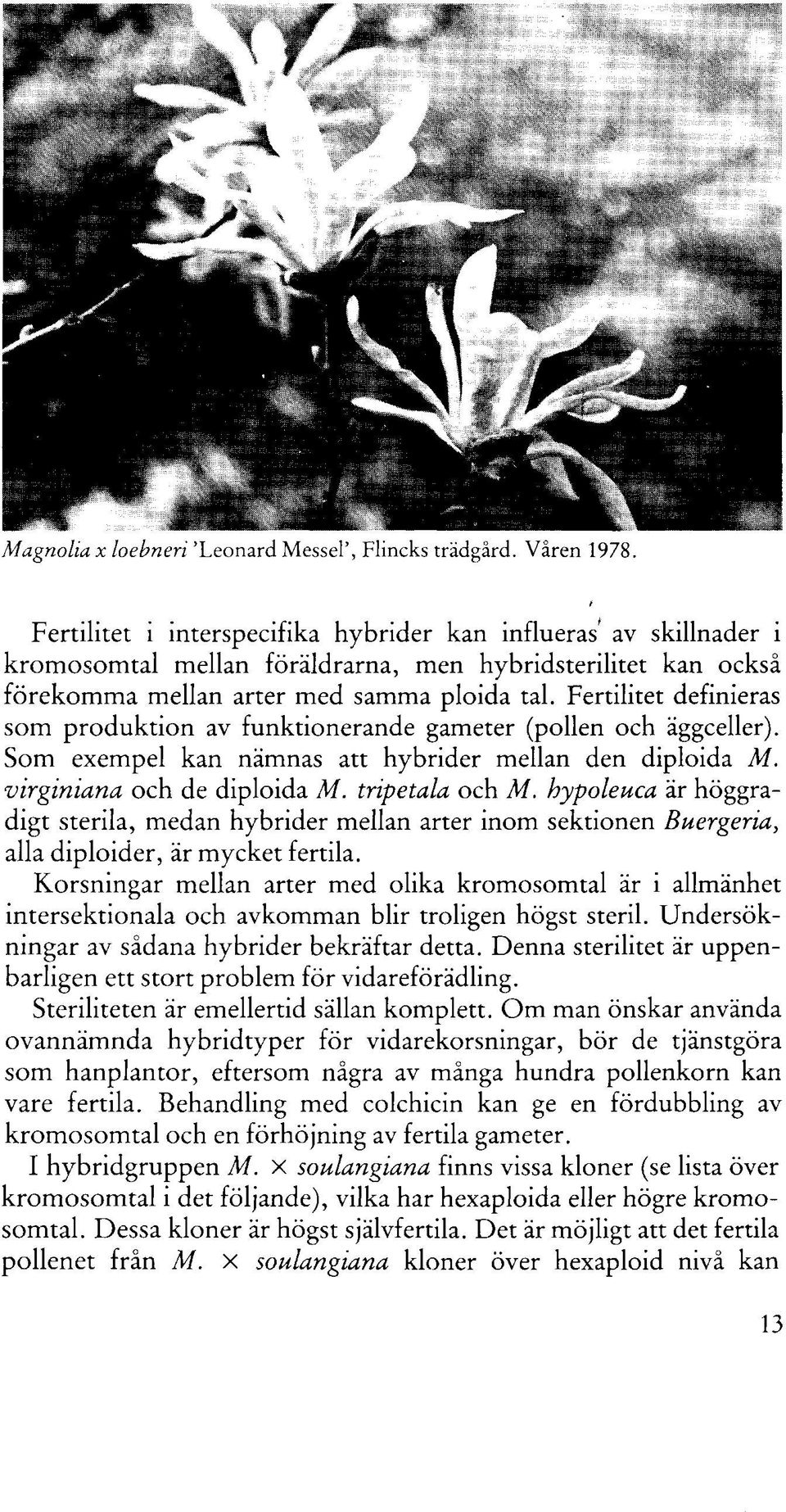 Fertilitet definieras som produktion av funktionerande gameter (pollen och äggceller). Som exempel kan nämnas att hybrider mellan den diploida M. virginiana och de diploida M. tripetala och M.