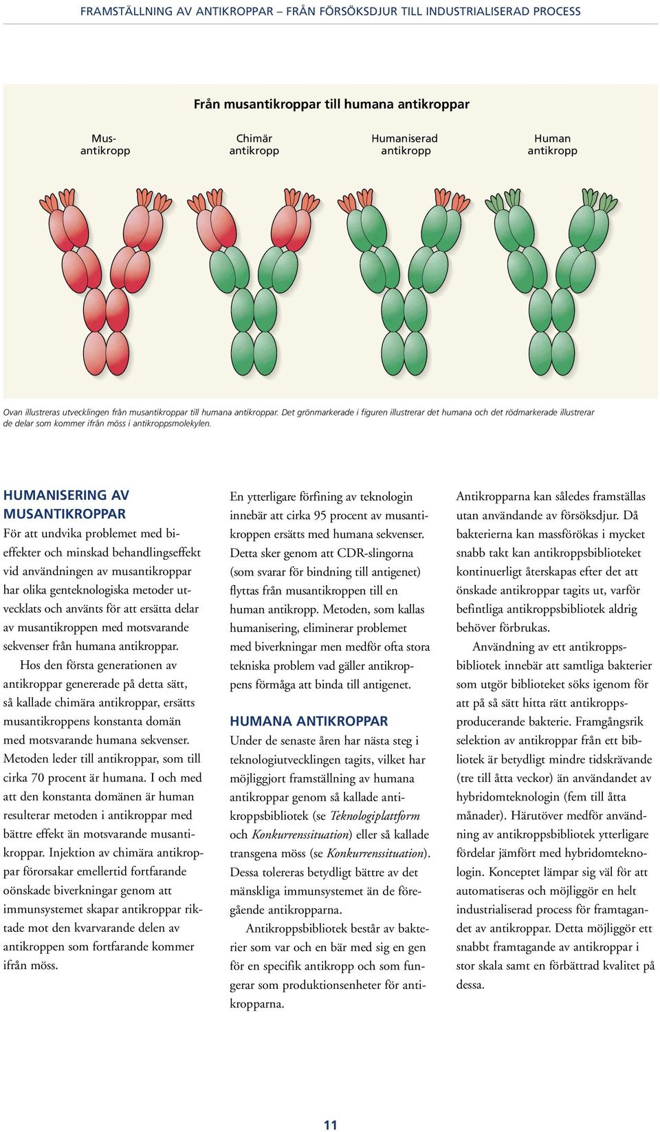 Det grönmarkerade i figuren illustrerar det humana och det rödmarkerade illustrerar de delar som kommer ifrån möss i antikroppsmolekylen.