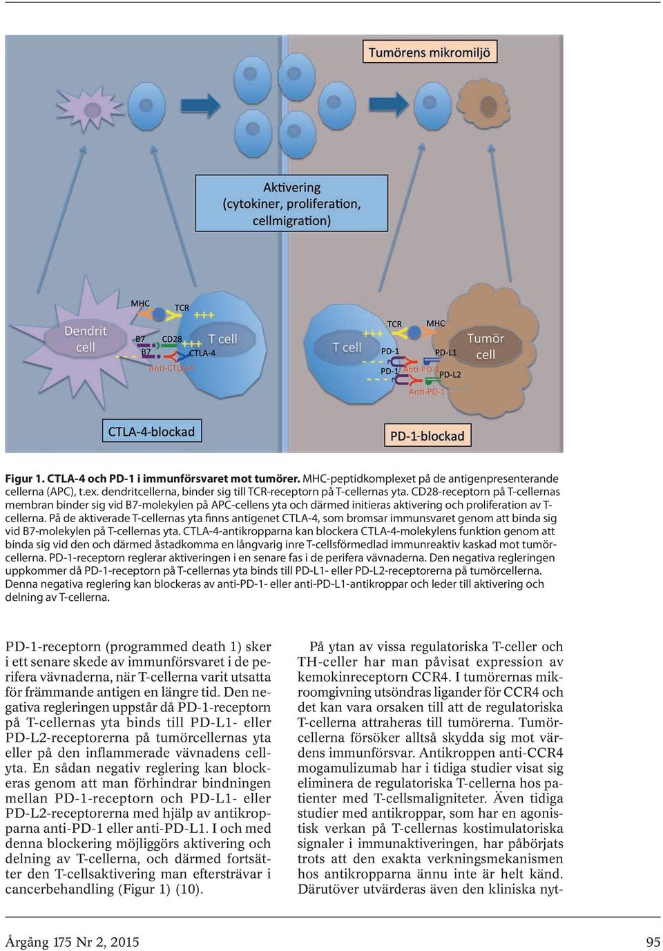 På de aktiverade T-cellernas yta finns antigenet CTLA-4, som bromsar immunsvaret genom att binda sig vid B7-molekylen på T-cellernas yta.