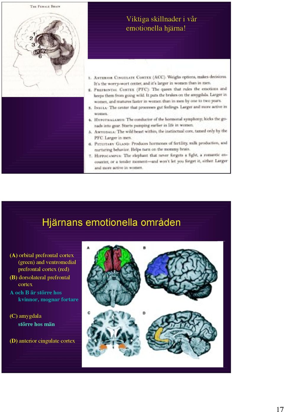 ventromedial prefrontal cortex (red) (B) dorsolateral prefrontal cortex A