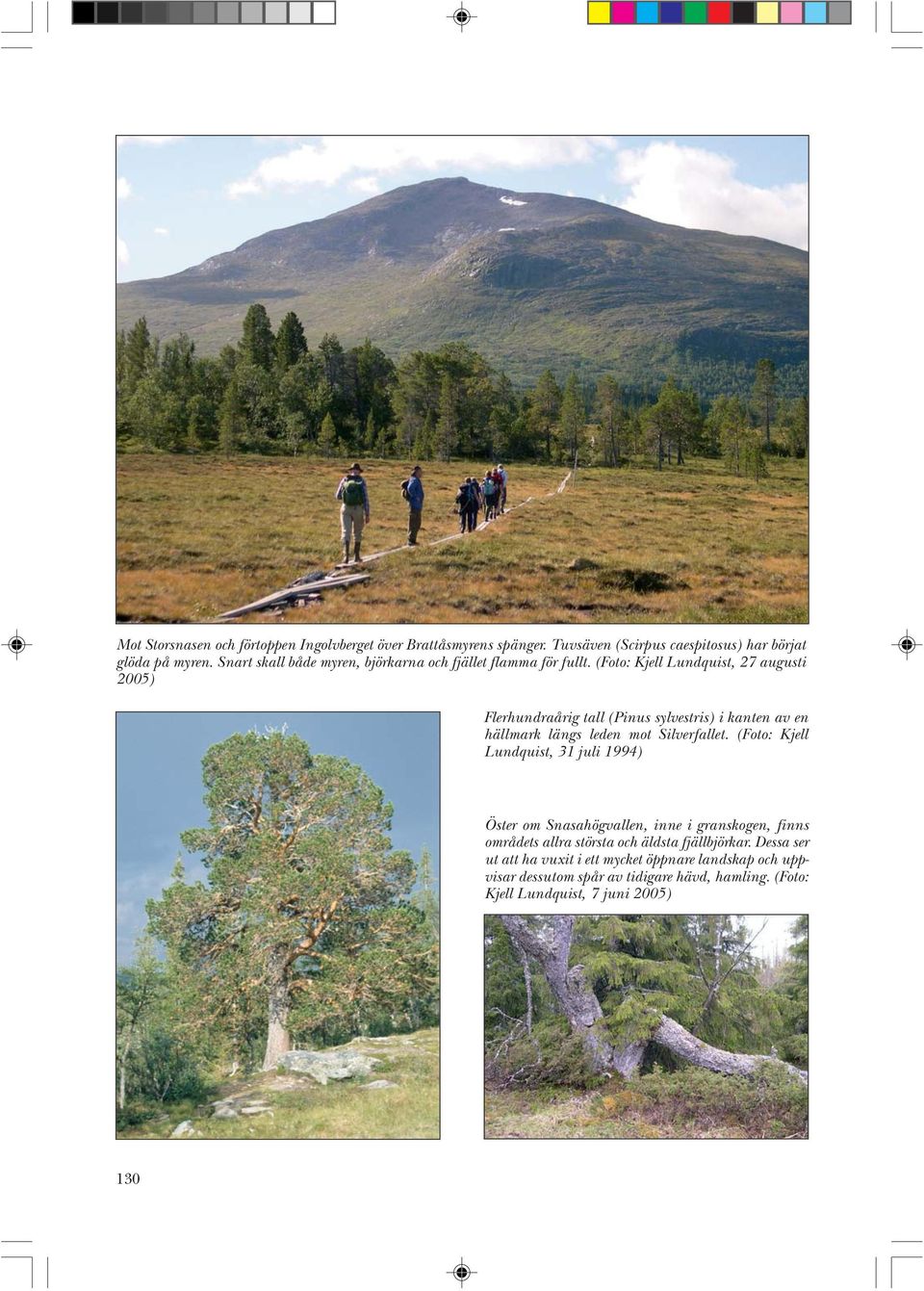 (Foto: Kjell Lundquist, 27 augusti 2005) Flerhundraårig tall (Pinus sylvestris) i kanten av en hällmark längs leden mot Silverfallet.