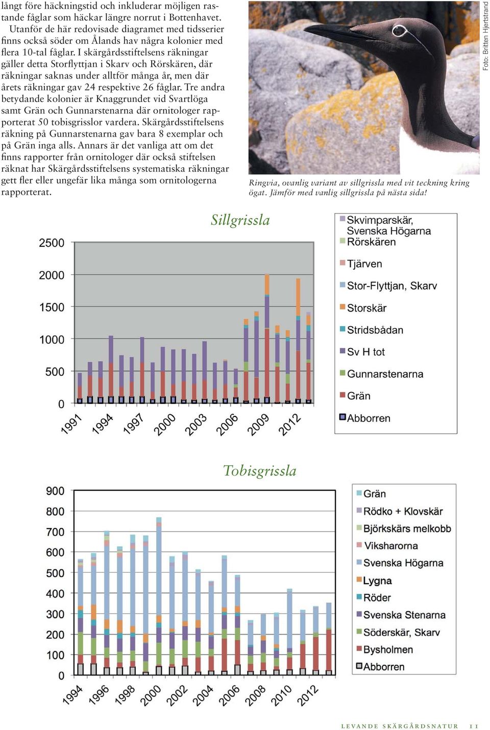 I skärgårdsstiftelsens räkningar gäller detta Storflyttjan i Skarv och Rörskären, där räkningar saknas under alltför många år, men där årets räkningar gav 24 respektive 26 fåglar.