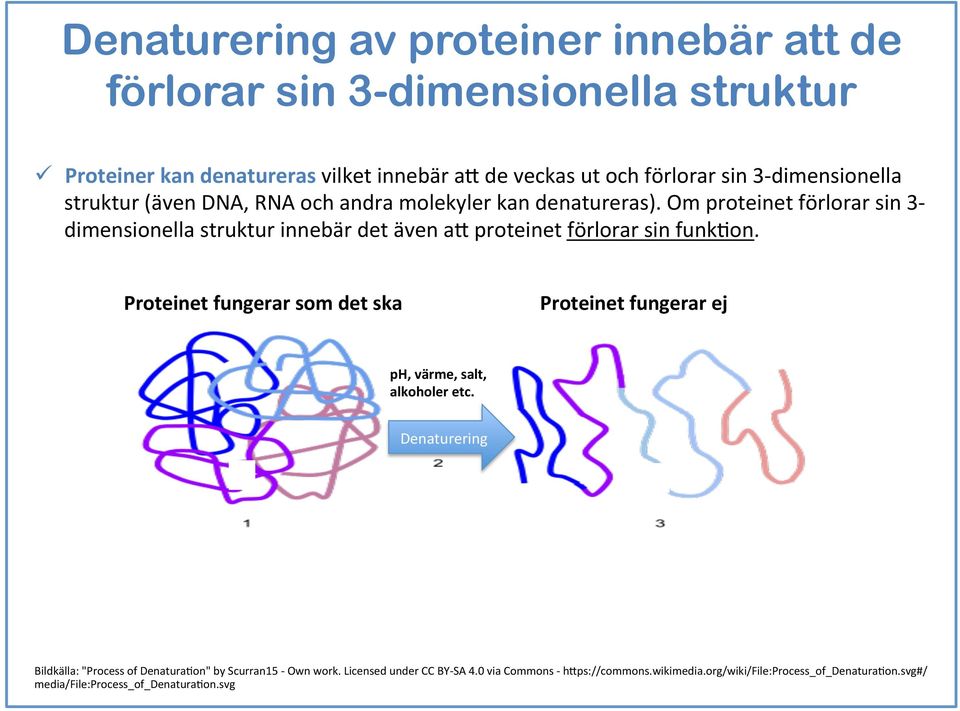 Om proteinet förlorar sin 3- dimensionella struktur innebär det även a& proteinet förlorar sin funkeon.