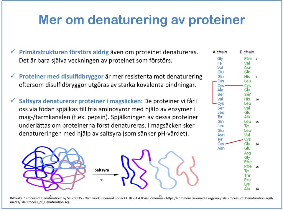 ü Saltsyra denaturerar proteiner i magsäcken: De proteiner vi får i oss via födan spjälkas Ell fria aminosyror med hjälp av enzymer i mag- /tarmkanalen (t.ex. pepsin).