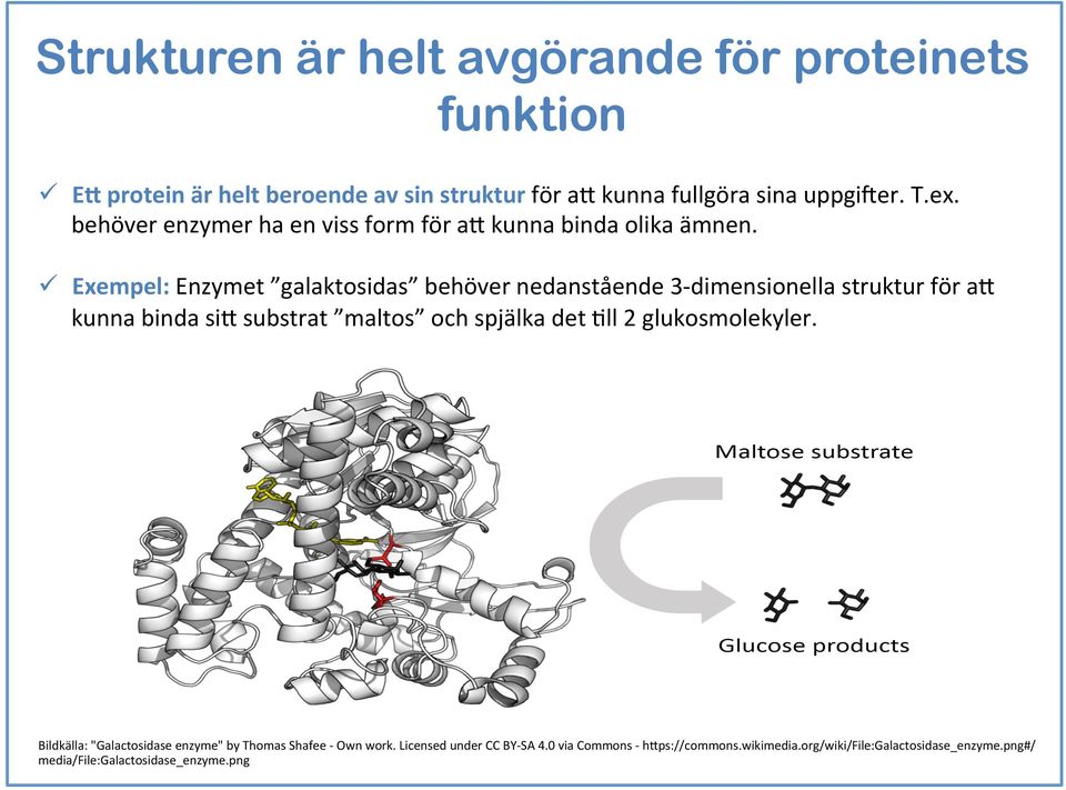 ü Exempel: Enzymet galaktosidas behöver nedanstående 3- dimensionella struktur för a& kunna binda si& substrat maltos och spjälka det Ell 2