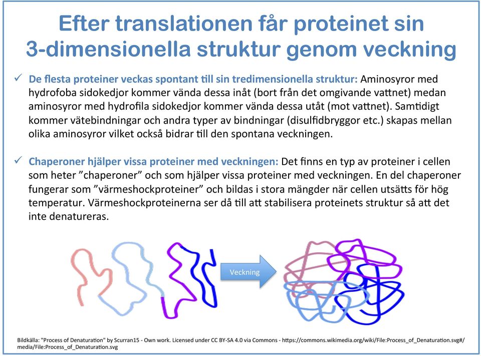 SamEdigt kommer vätebindningar och andra typer av bindningar (disulfidbryggor etc.) skapas mellan olika aminosyror vilket också bidrar Ell den spontana veckningen.