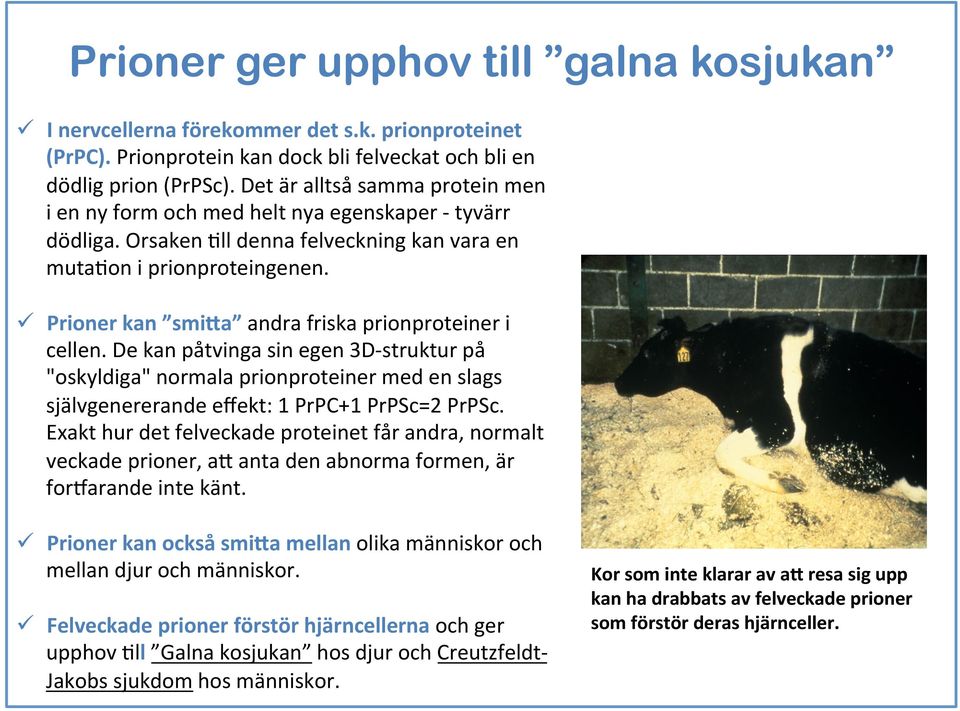 ü Prioner kan smi#a andra friska prionproteiner i cellen. De kan påtvinga sin egen 3D- struktur p å "oskyldiga" normala prionproteiner med en slags självgenererande eﬀekt: 1 PrPC+1 PrPSc=2 PrPSc.