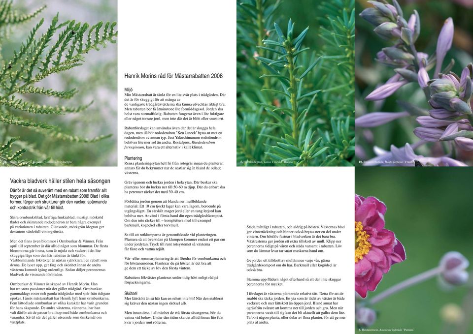 Skira ormbunksblad, kraftiga funkiablad, mustigt mörkröd fläder och skimrande rododendron är bara några exempel på variationen i rabatten.