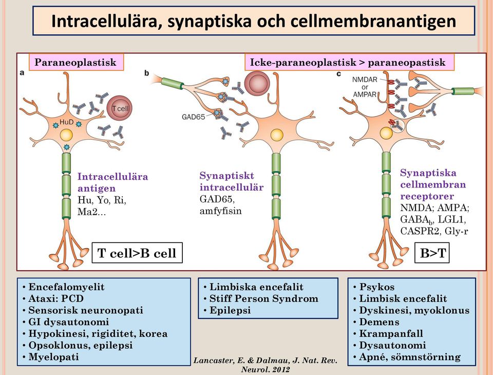 Ataxi: PCD Sensorisk neuronopati GI dysautonomi Hypokinesi, rigiditet, korea Opsoklonus, epilepsi Myelopati Limbiska encefalit Stiff Person Syndrom