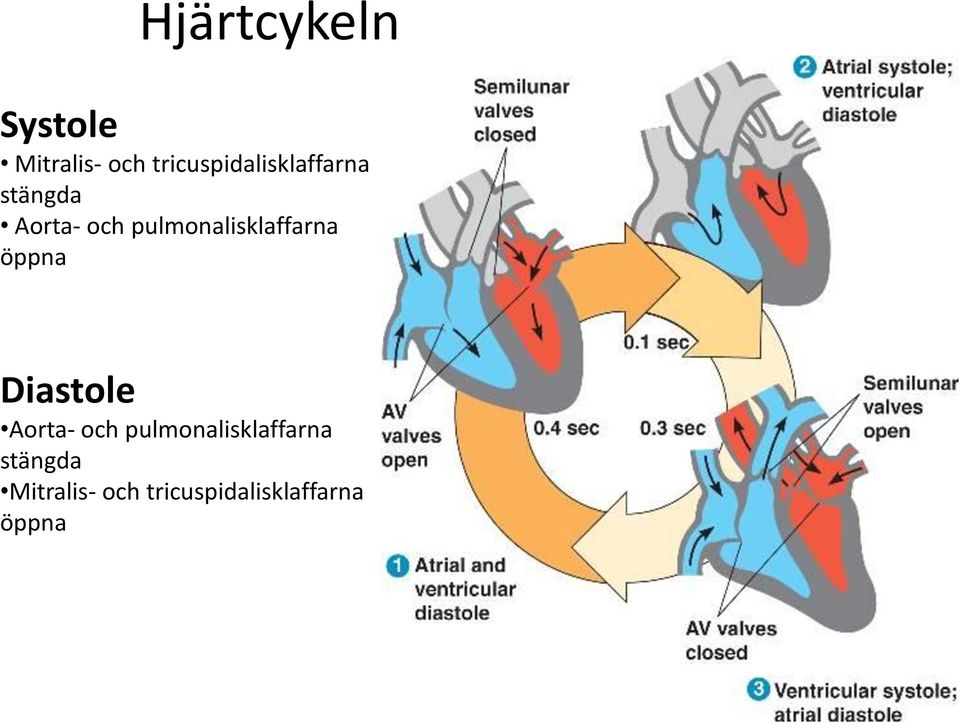 pulmonalisklaffarna öppna Diastole Aorta- och