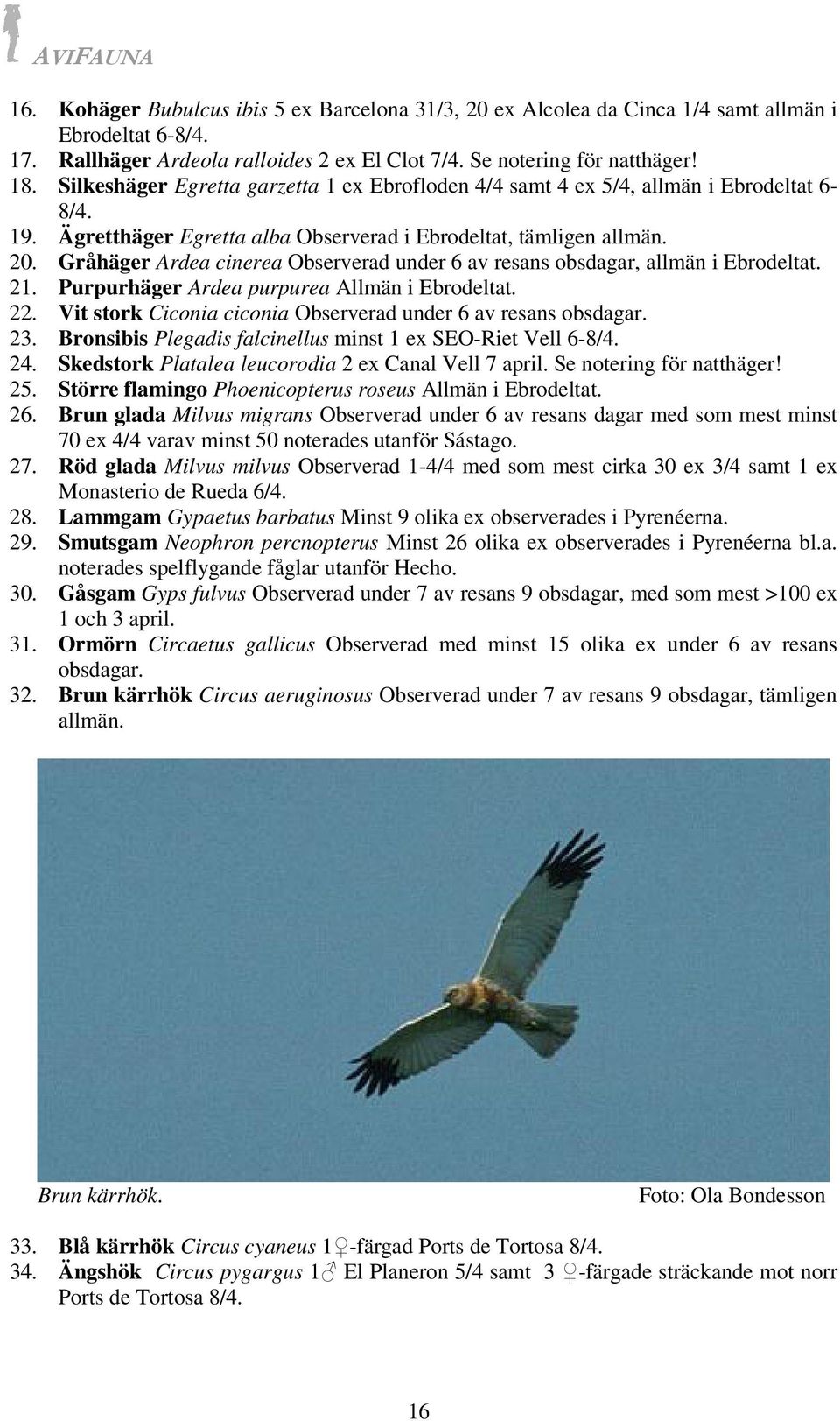 Gråhäger Ardea cinerea Observerad under 6 av resans obsdagar, allmän i Ebrodeltat. 21. Purpurhäger Ardea purpurea Allmän i Ebrodeltat. 22.