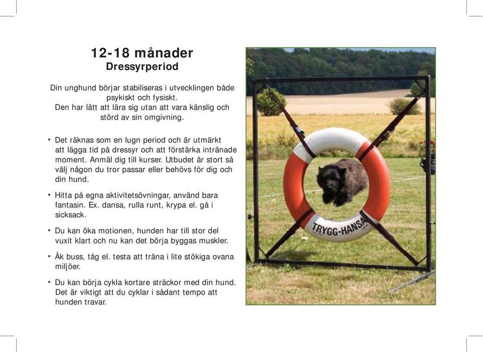 Utbudet är stort så välj någon du tror passar eller behövs för dig och din hund. Hitta på egna aktivitetsövningar, använd bara fantasin. Ex. dansa, rulla runt, krypa el. gå i sicksack.