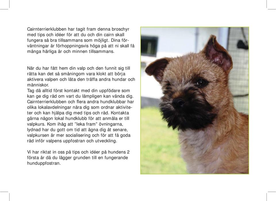 När du har fått hem din valp och den funnit sig till rätta kan det så småningom vara klokt att börja aktivera valpen och låta den träffa andra hundar och människor.