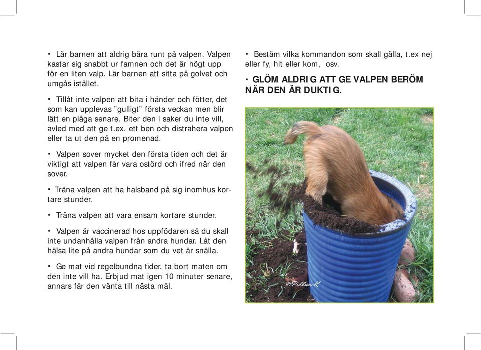 ett ben och distrahera valpen eller ta ut den på en promenad. Valpen sover mycket den första tiden och det är viktigt att valpen får vara ostörd och ifred när den sover.