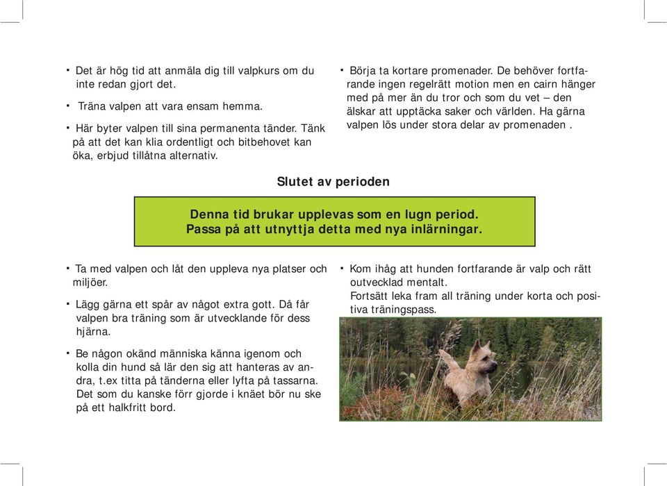De behöver fortfarande ingen regelrätt motion men en cairn hänger med på mer än du tror och som du vet den älskar att upptäcka saker och världen. Ha gärna valpen lös under stora delar av promenaden.