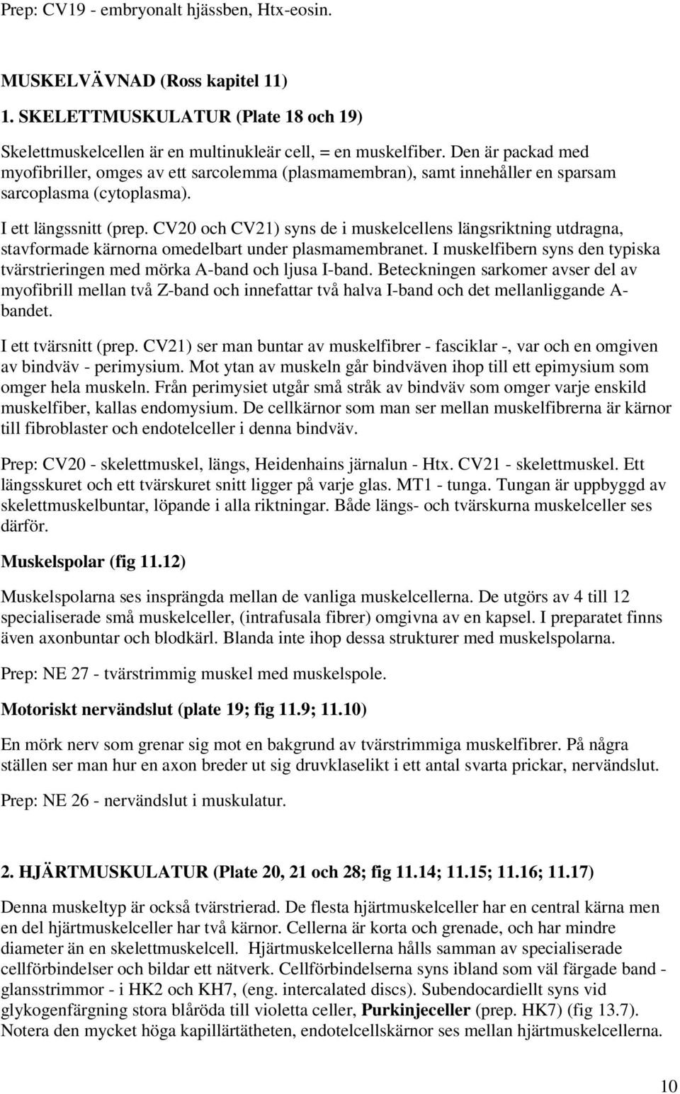 CV20 och CV21) syns de i muskelcellens längsriktning utdragna, stavformade kärnorna omedelbart under plasmamembranet. I muskelfibern syns den typiska tvärstrieringen med mörka A-band och ljusa I-band.