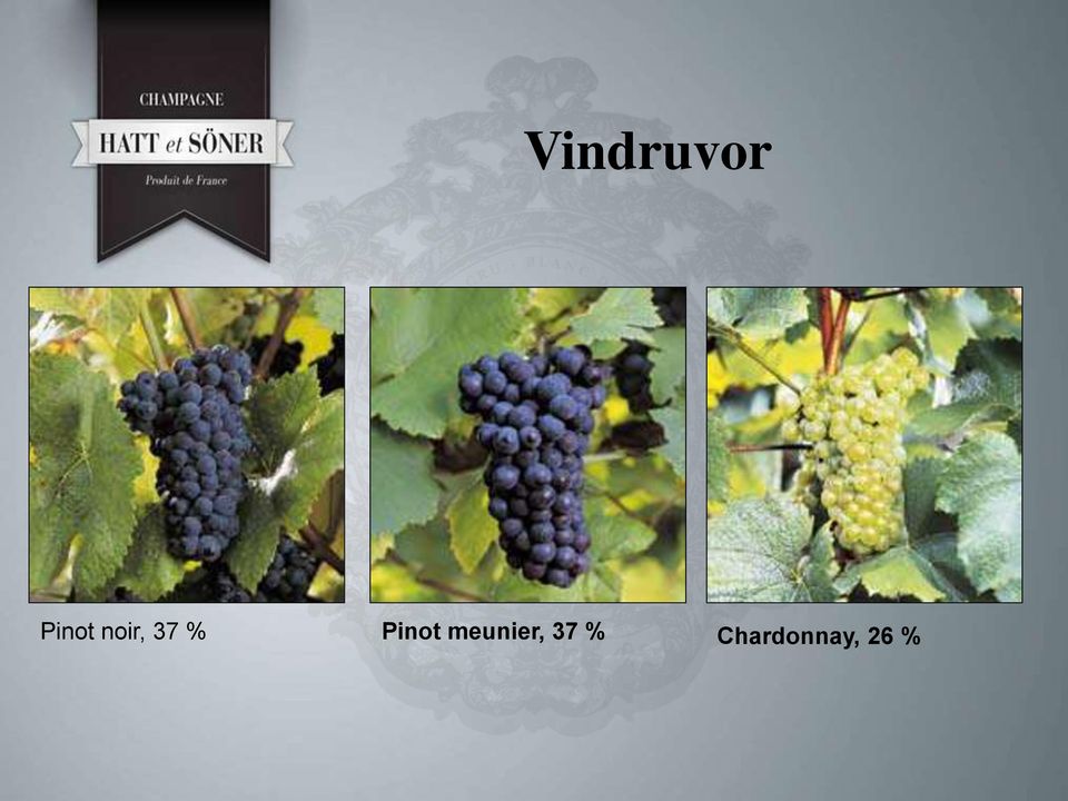 Pinot meunier,