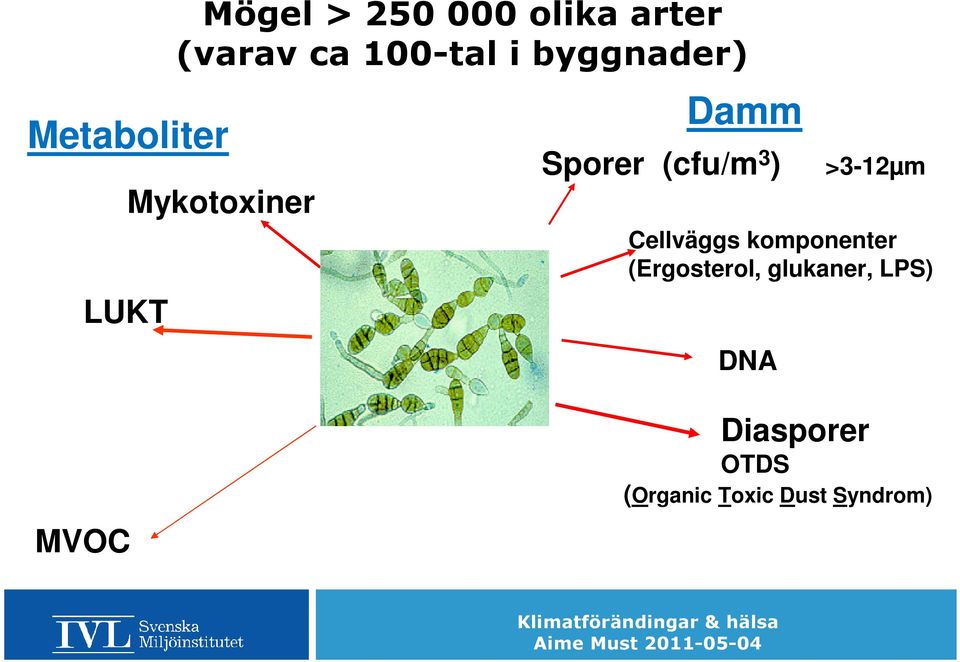 >3-12µm Cellväggs komponenter (Ergosterol, glukaner,