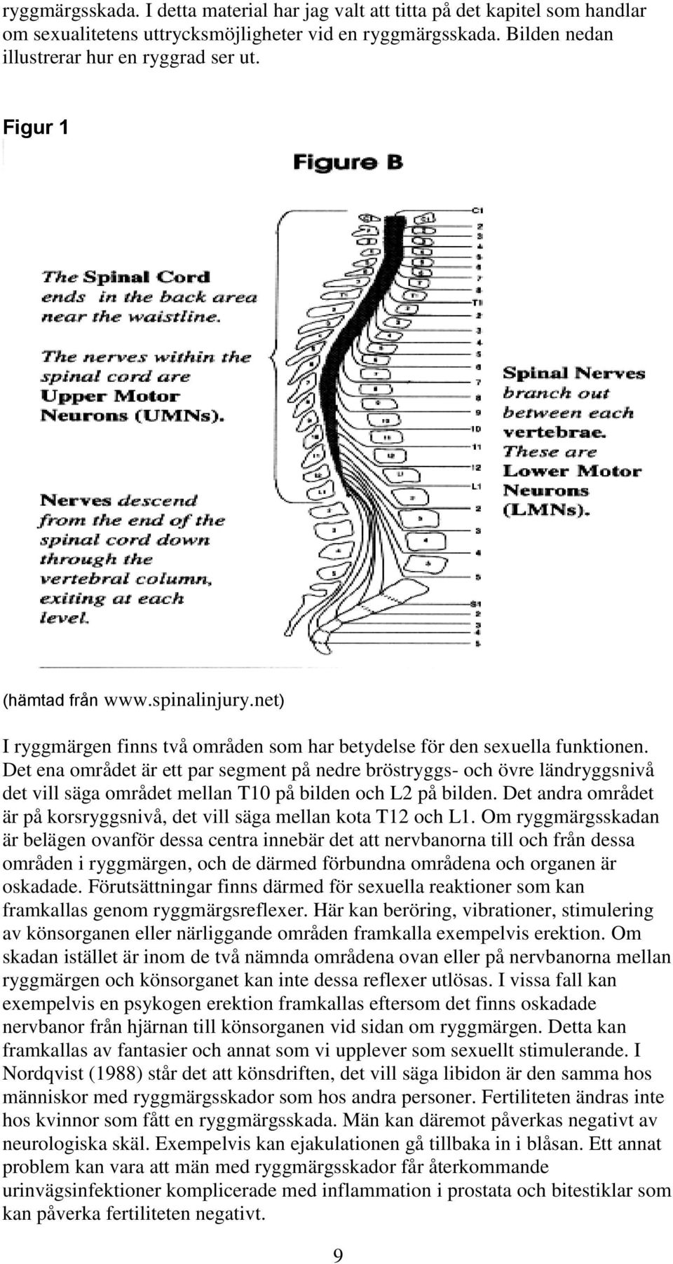 Det ena området är ett par segment på nedre bröstryggs- och övre ländryggsnivå det vill säga området mellan T10 på bilden och L2 på bilden.