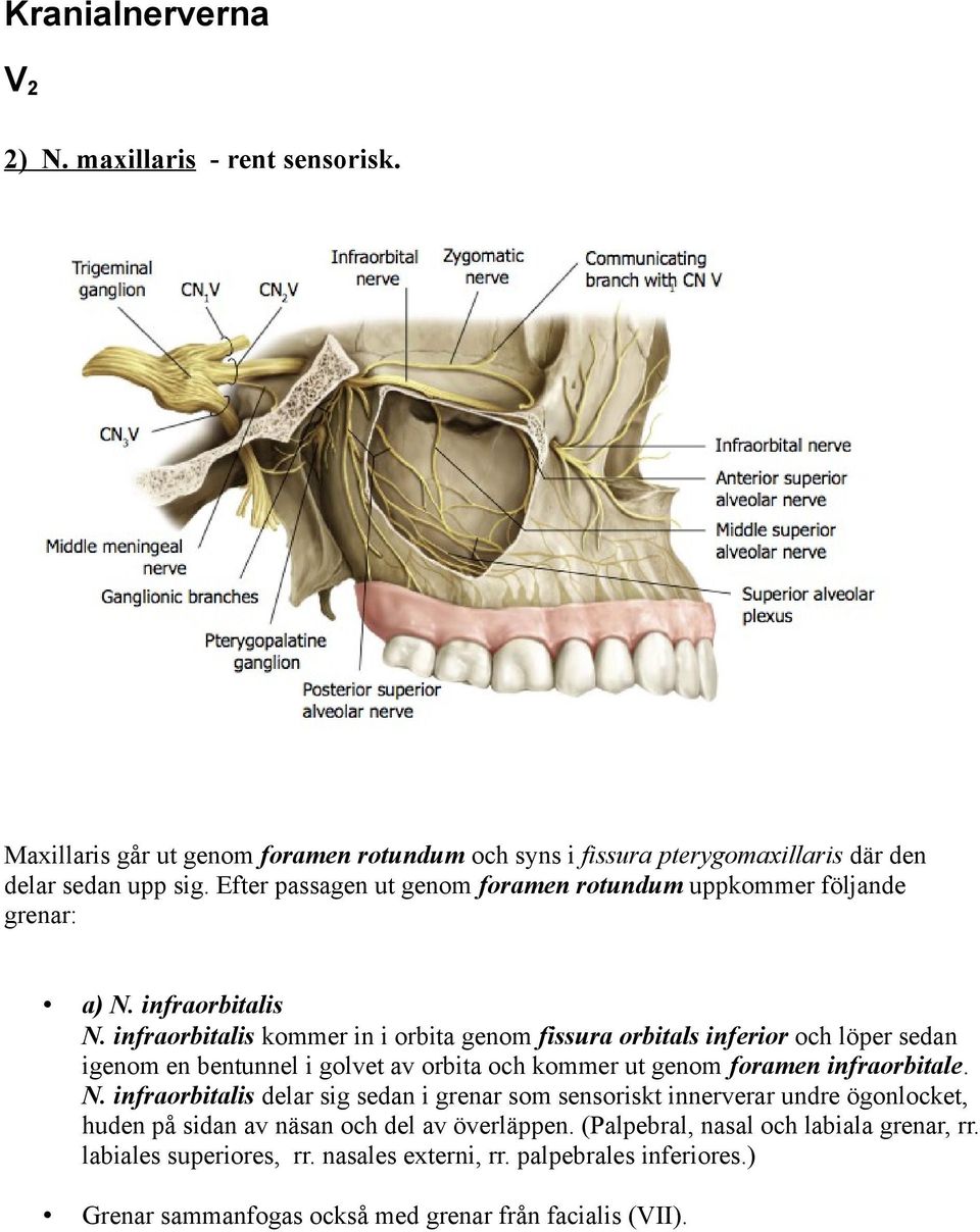 infraorbitalis kommer in i orbita genom fissura orbitals inferior och löper sedan igenom en bentunnel i golvet av orbita och kommer ut genom foramen infraorbitale. N.