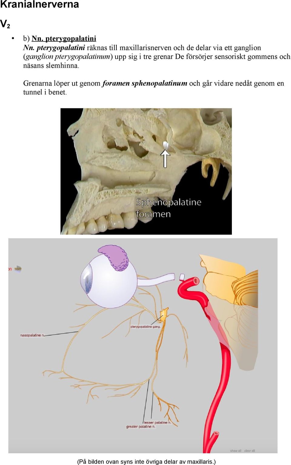 pterygopalatinum) upp sig i tre grenar De försörjer sensoriskt gommens och näsans