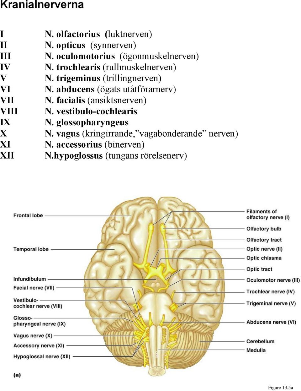 abducens (ögats utåtförarnerv) N. facialis (ansiktsnerven) N. vestibulo-cochlearis N.