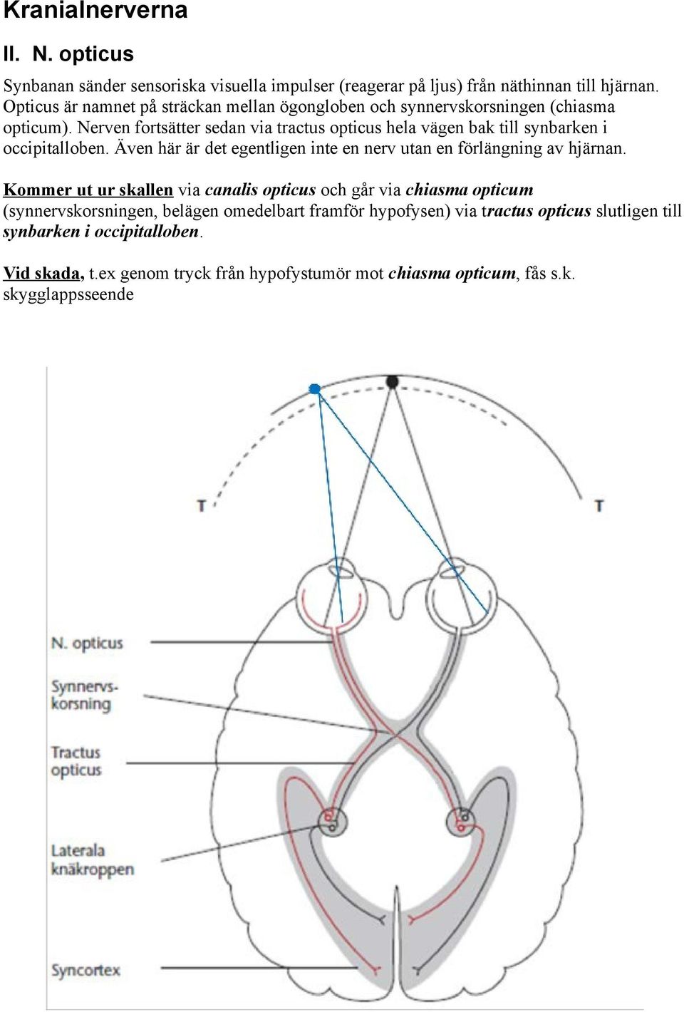 Nerven fortsätter sedan via tractus opticus hela vägen bak till synbarken i occipitalloben.