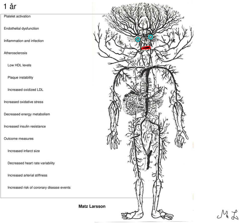 energy metabolism Increased insulin resistance Outcome measures Increased infarct size