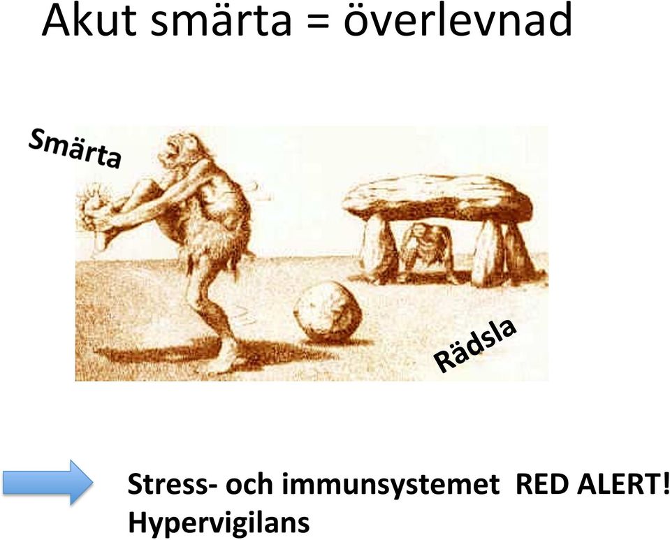 och immunsystemet