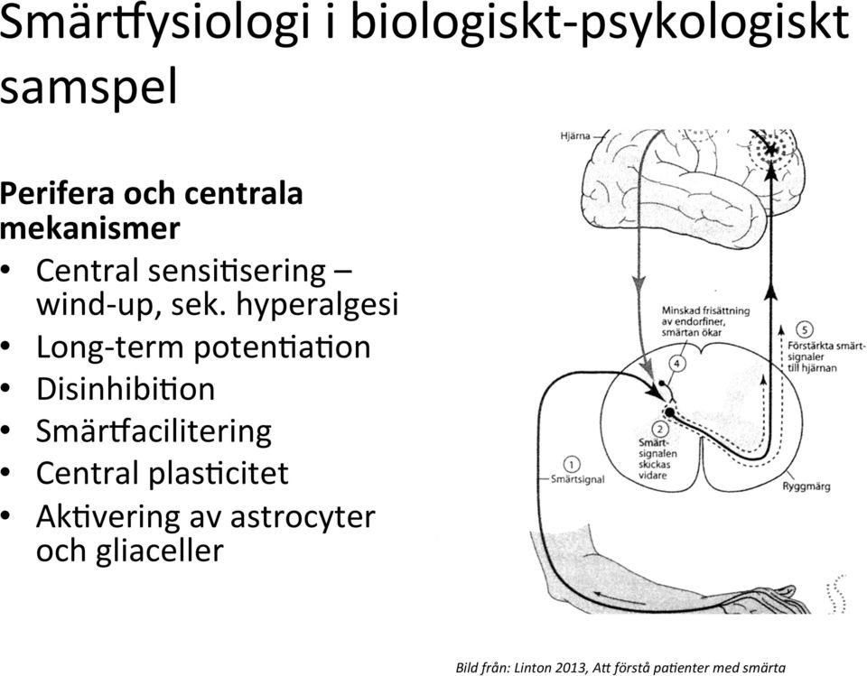 hyperalgesi Long- term potennanon DisinhibiNon SmärQacilitering Central