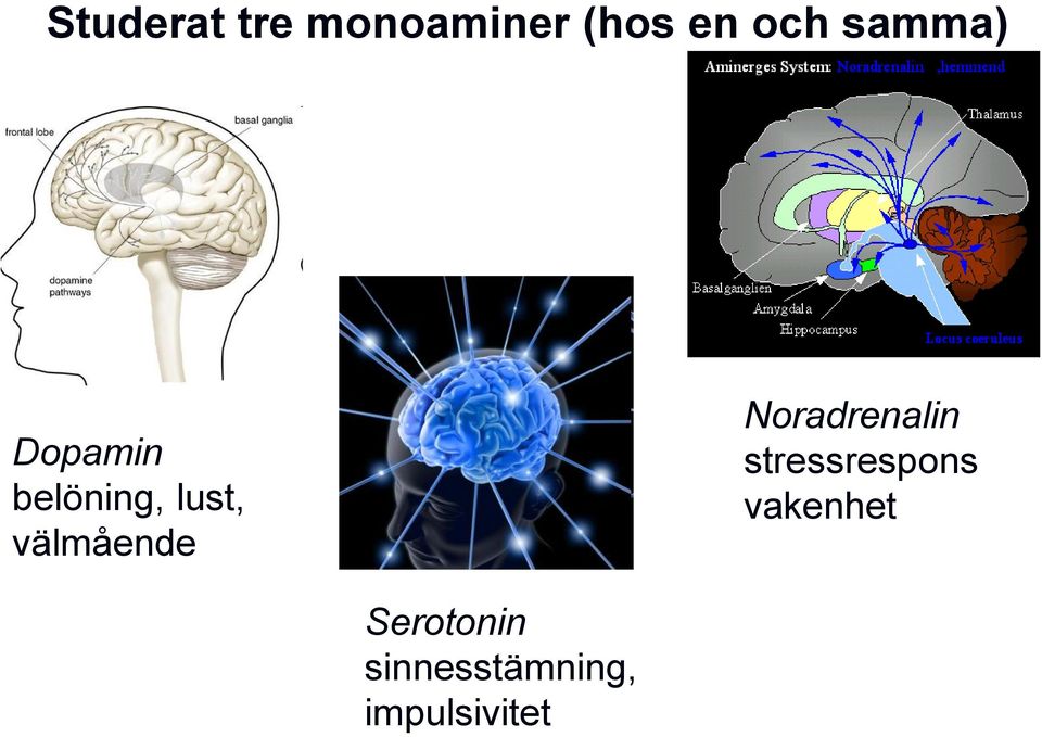 välmående Noradrenalin stressrespons