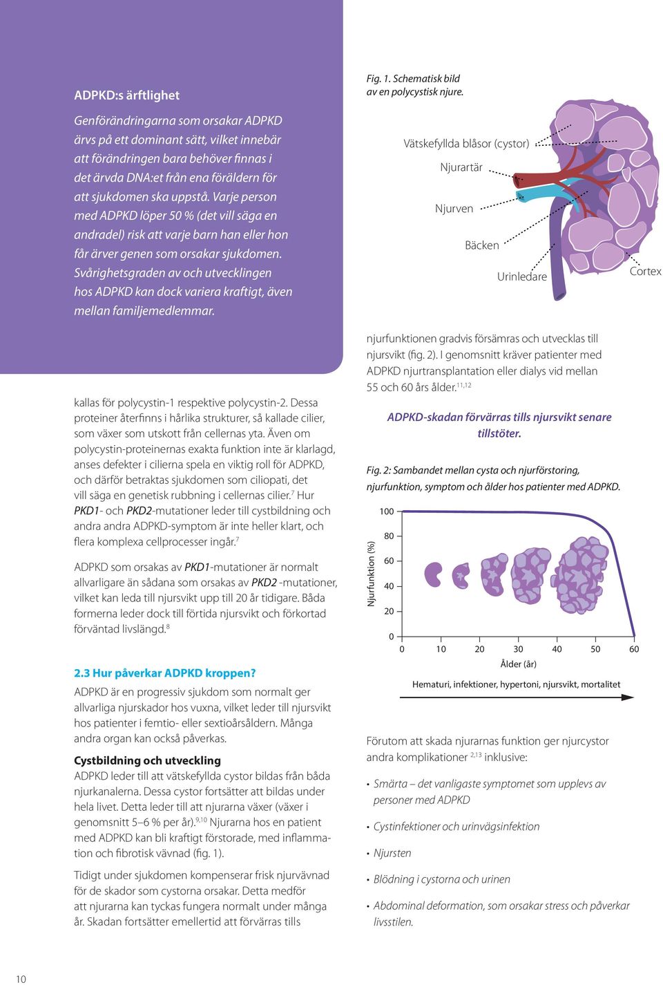 Svårighetsgraden av och utvecklingen hos ADPKD kan dock variera kraftigt, även mellan familjemedlemmar. Fig. 1. Schematisk bild av en polycystisk njure.