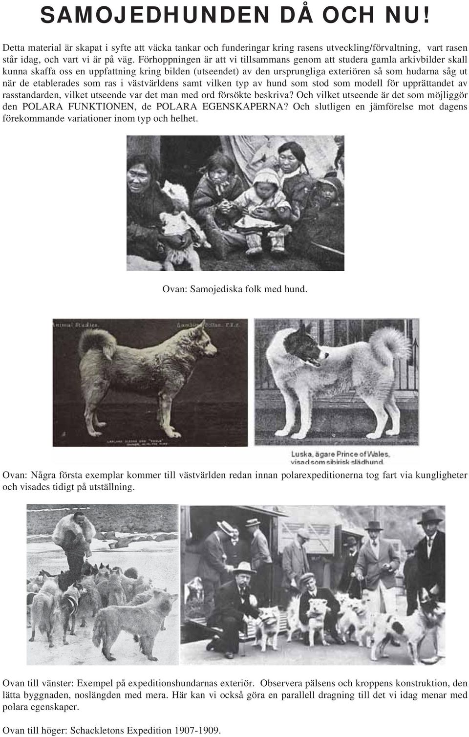 etablerades som ras i västvärldens samt vilken typ av hund som stod som modell för upprättandet av rasstandarden, vilket utseende var det man med ord försökte beskriva?