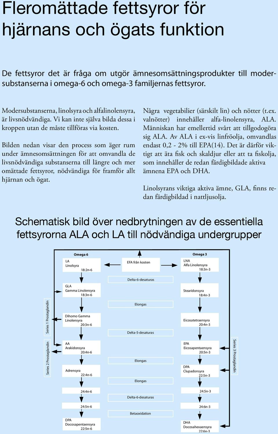 Bilden nedan visar den process som äger rum under ämnesomsättningen för att omvandla de livsnödvändiga substanserna till längre och mer omättade fettsyror, nödvändiga för framför allt hjärnan och