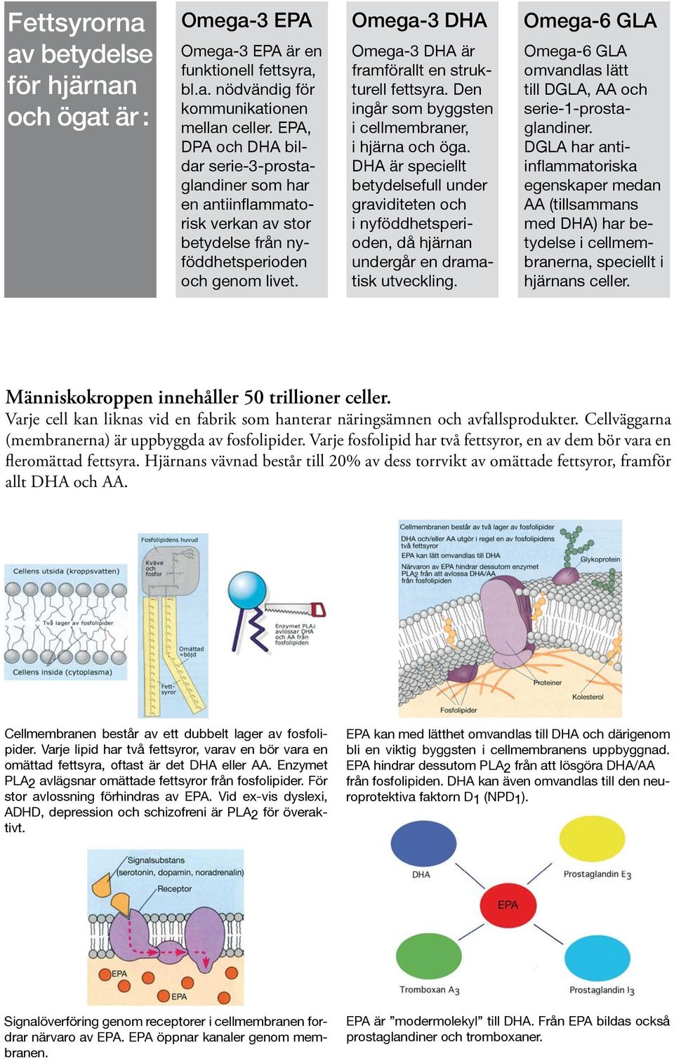 Den ingår som byggsten i cellmembraner, i hjärna och öga. DHA är speciellt betydelsefull under graviditeten och i nyföddhets perioden, då hjärnan undergår en dramatisk utveckling.