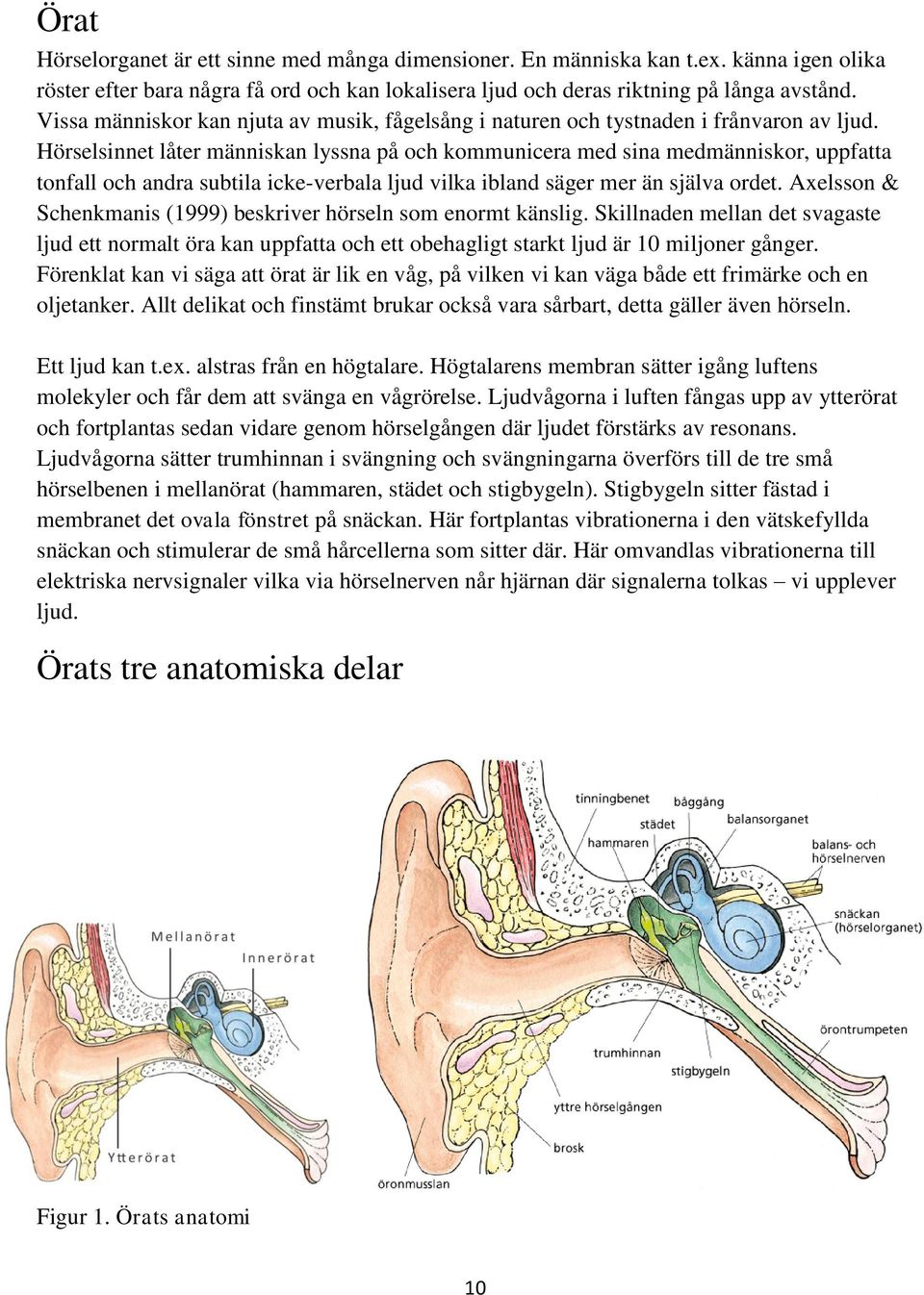 Hörselsinnet låter människan lyssna på och kommunicera med sina medmänniskor, uppfatta tonfall och andra subtila icke-verbala ljud vilka ibland säger mer än själva ordet.