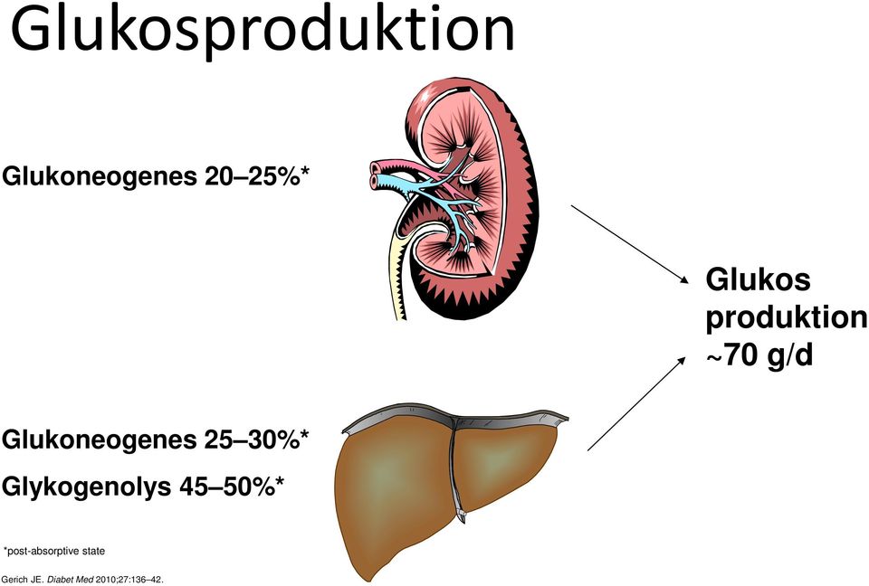 30%* Glykogenolys 45 50%* *post-absorptive