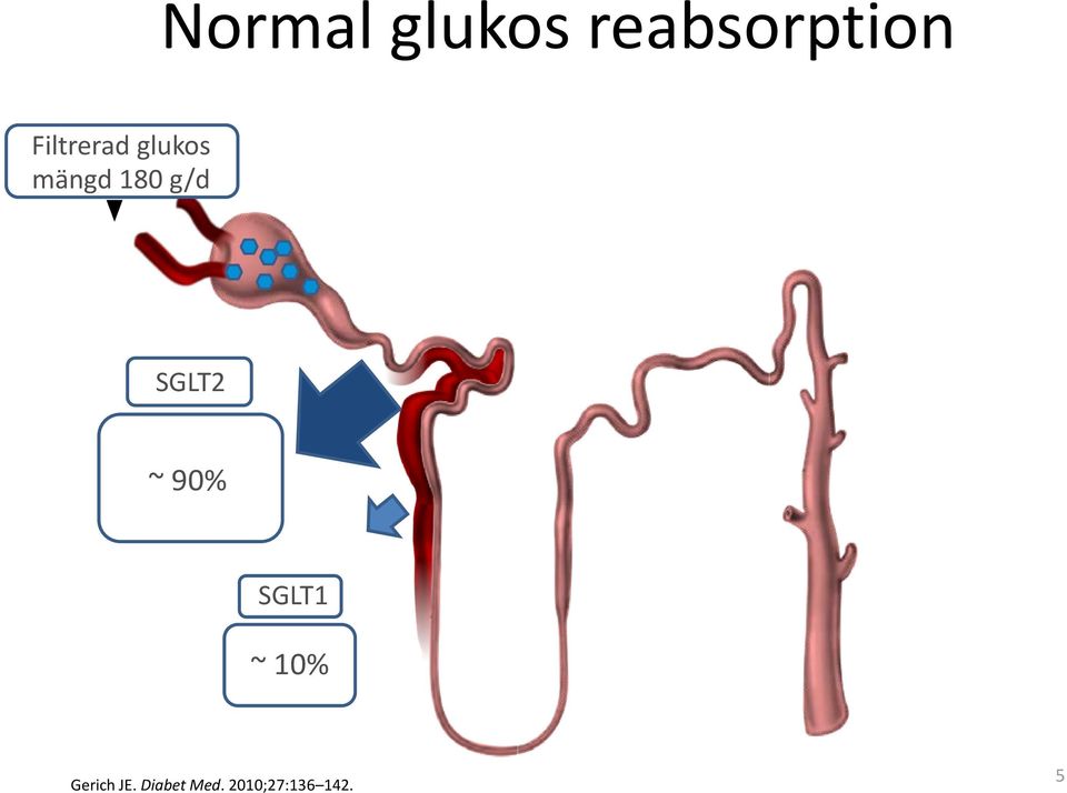 SGLT2 ~ 90% SGLT1 ~ 10% Gerich