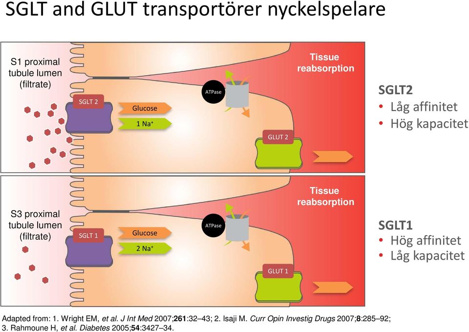 ATPase Tissue reabsorption SGLT1 Hög affinitet Låg kapacitet GLUT 1 Adapted from: 1. Wright EM, et al.
