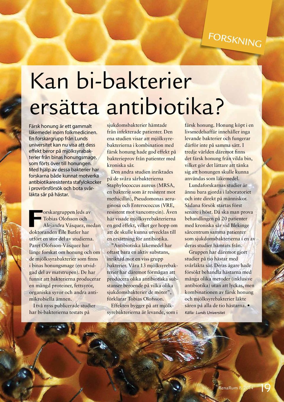 Med hjälp av dessa bakterier har forskarna både kunnat motverka antibiotikaresistenta stafylokocker i provrörsförsök och bota svårläkta sår på hästar.