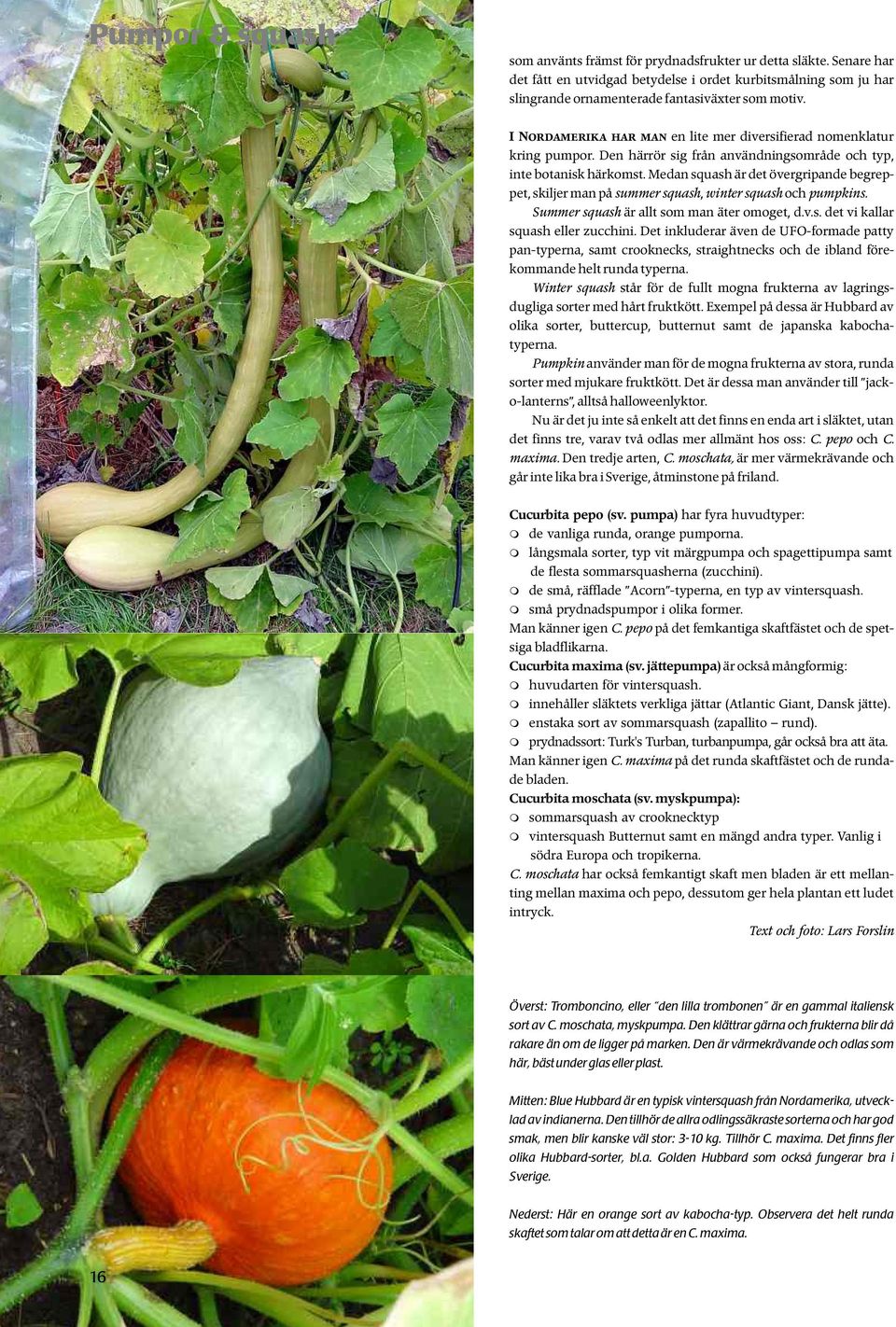 Medan squash är det övergripande begreppet, skiljer man på summer squash, winter squash och pumpkins. Summer squash är allt som man äter omoget, d.v.s. det vi kallar squash eller zucchini.