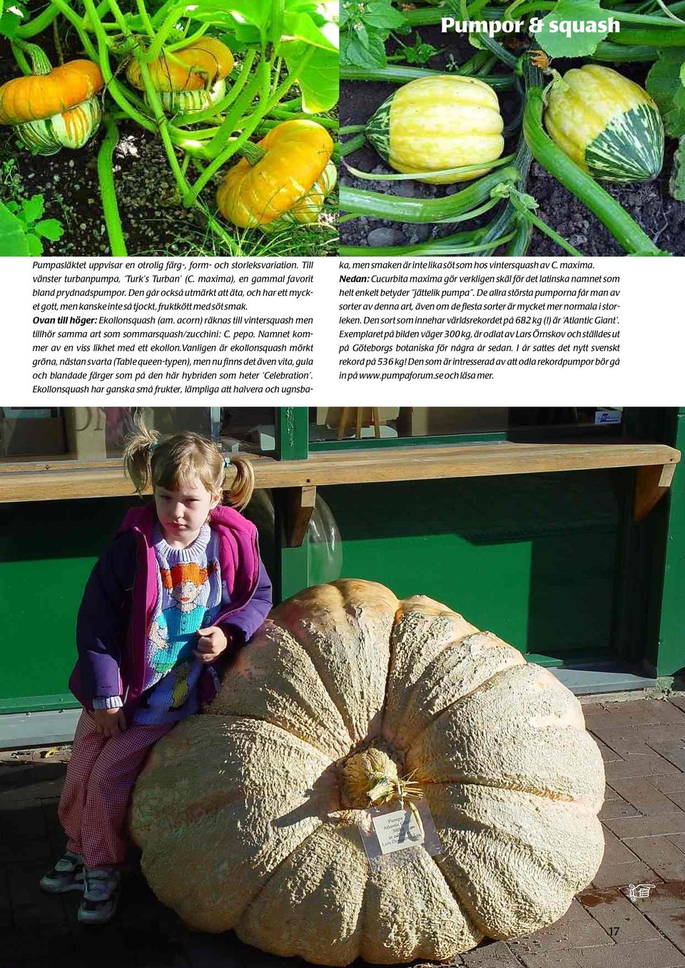 Den går också utmärkt att äta, och har ett myck- helt enkelt betyder jättelik pumpa. De allra största pumporna får man av et gott, men kanske inte så tjockt, fruktkött med söt smak.