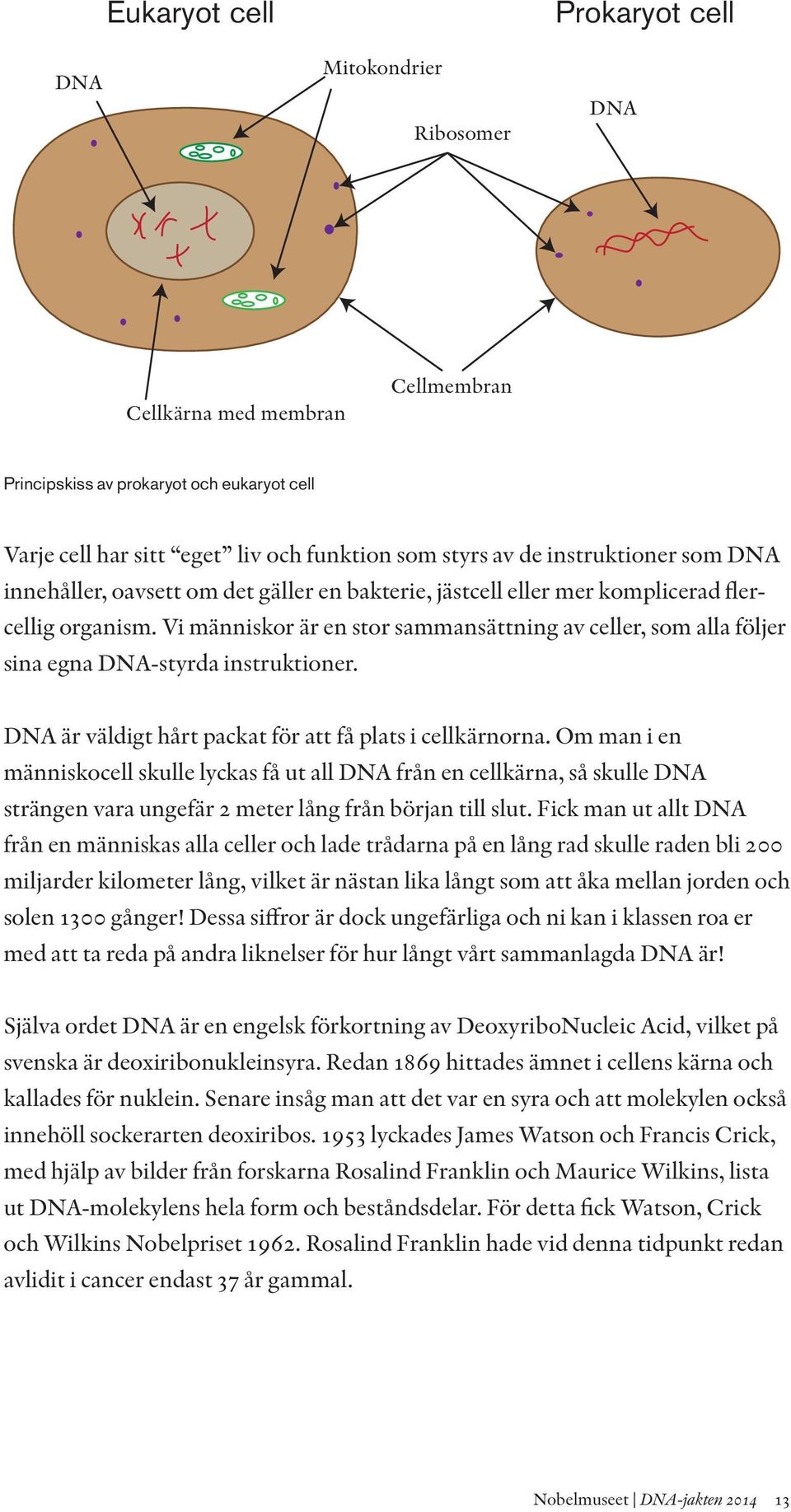 Vi människor är en stor sammansättning av celler, som alla följer sina egna DNA-styrda instruktioner. DNA är väldigt hårt packat för att få plats i cellkärnorna.