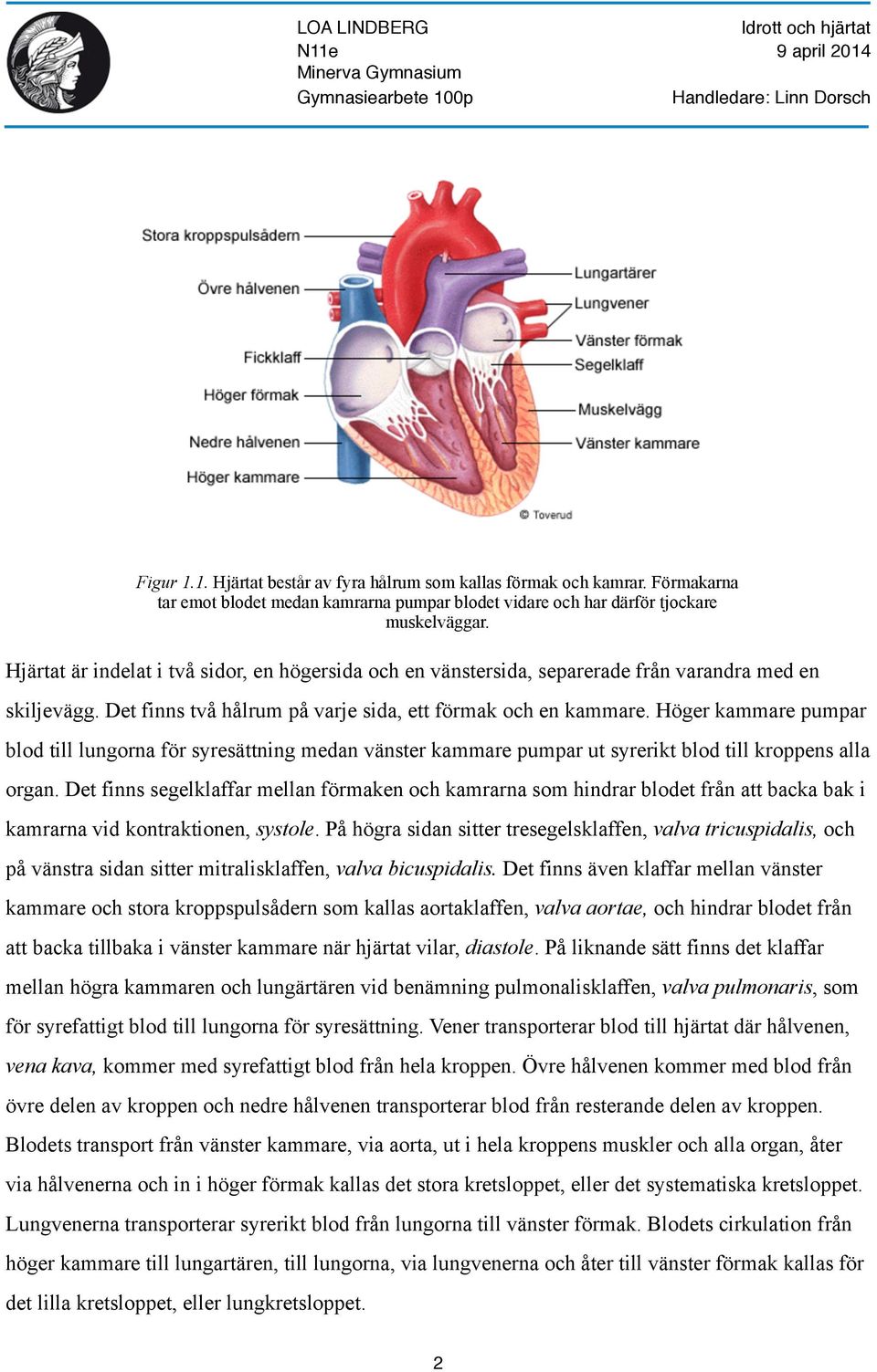 Höger kammare pumpar blod till lungorna för syresättning medan vänster kammare pumpar ut syrerikt blod till kroppens alla organ.