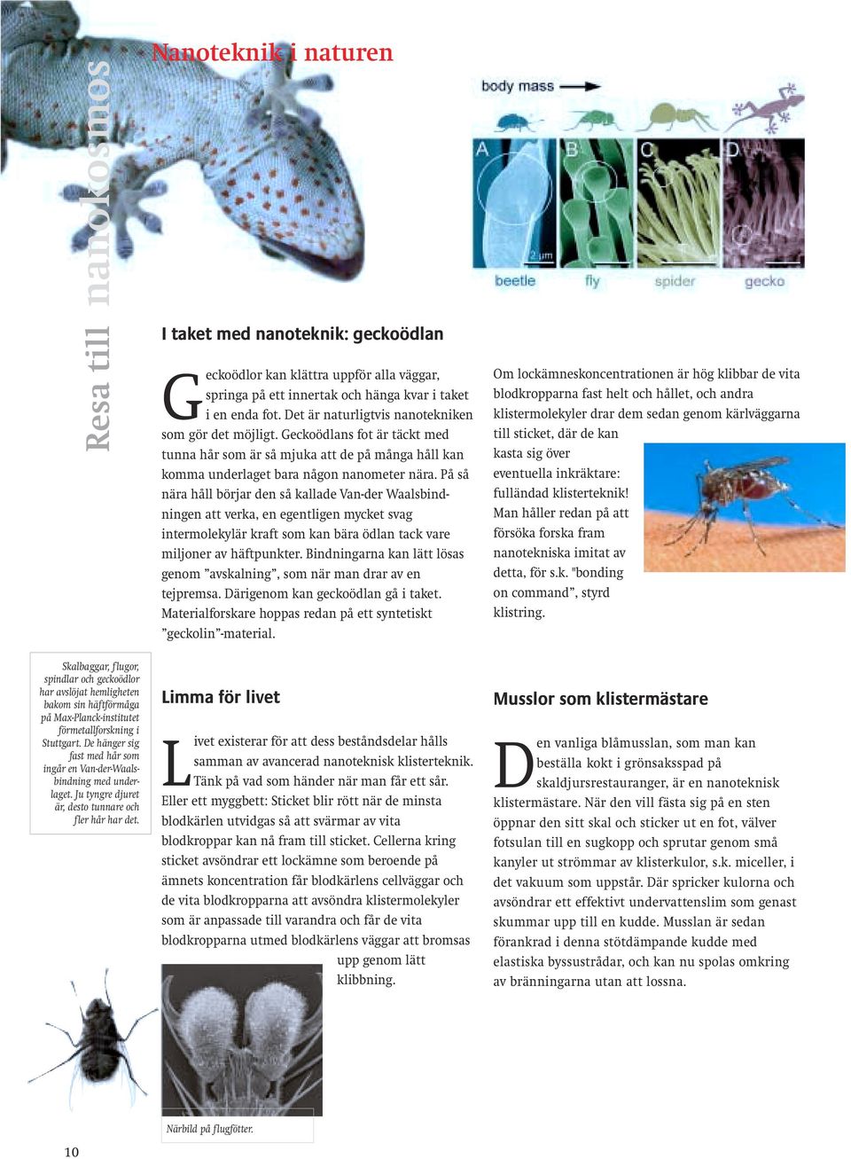 Nanoteknik i naturen I taket med nanoteknik: geckoödlan Geckoödlor kan klättra uppför alla väggar, springa på ett innertak och hänga kvar i taket i en enda fot.