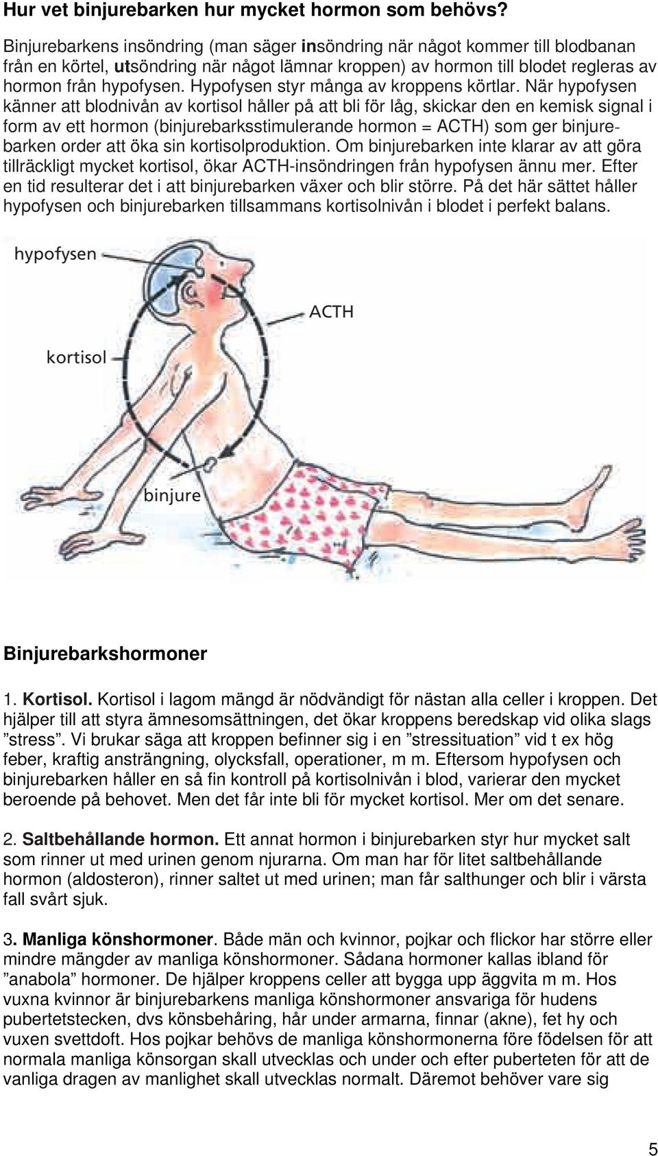 Hypofysen styr många av kroppens körtlar.