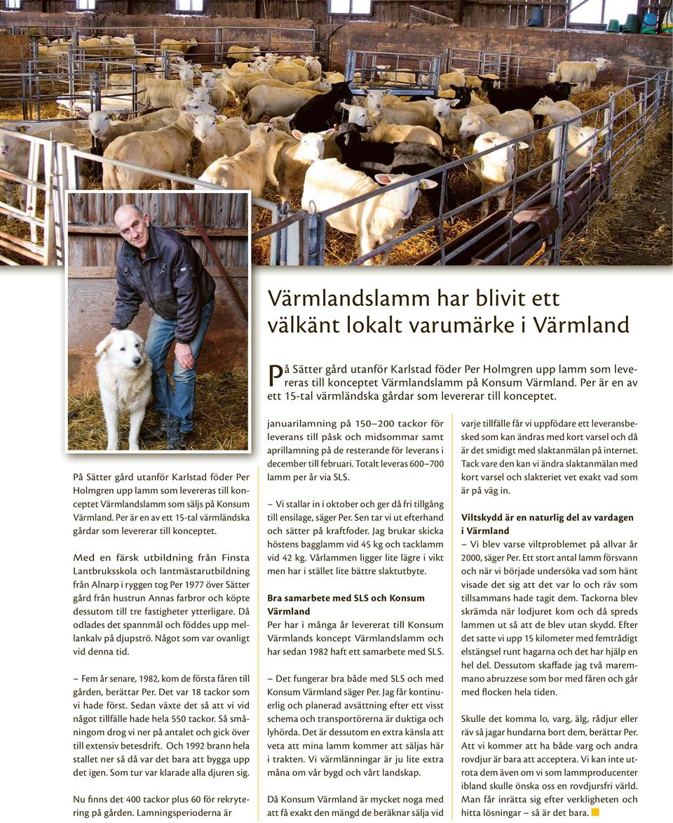 På Sätter gård utanför Karlstad föder Per Holmgren upp lamm som levereras till konceptet Värmlandslamm som säljs på Konsum Värmland.
