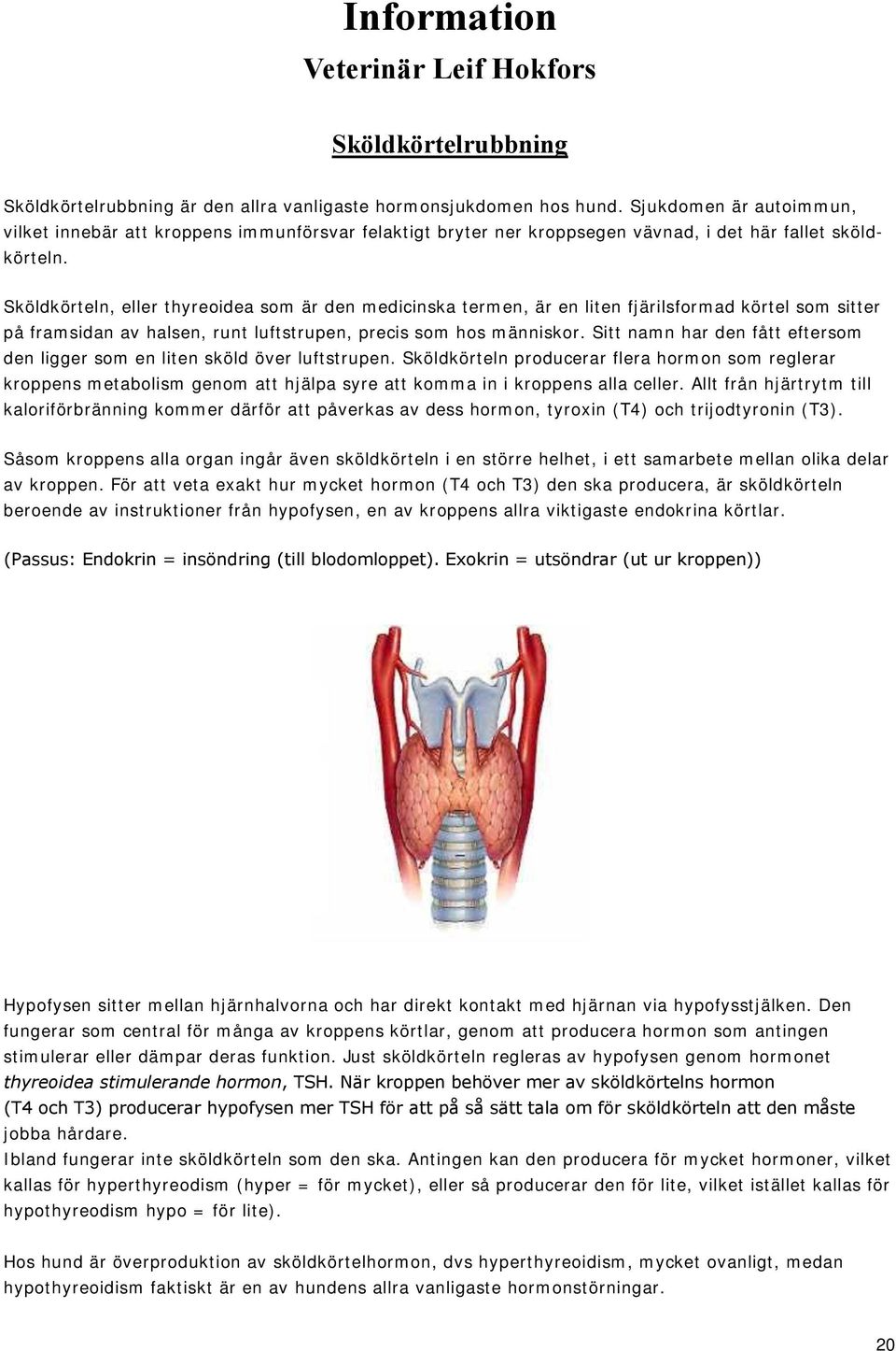 Sköldkörteln, eller thyreoidea som är den medicinska termen, är en liten fjärilsformad körtel som sitter på framsidan av halsen, runt luftstrupen, precis som hos människor.