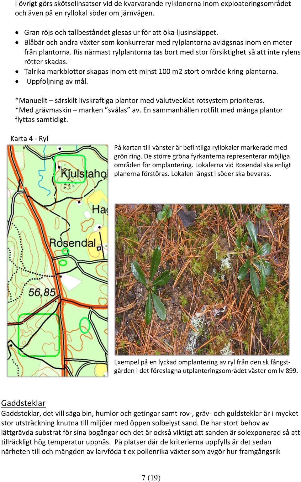 Talrika markblottor skapas inom ett minst 100 m2 stort område kring plantorna. Uppföljning av mål. *Manuellt särskilt livskraftiga plantor med välutvecklat rotsystem prioriteras.