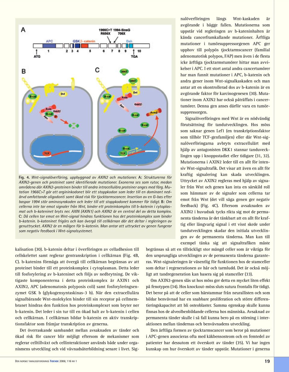 Mutation 1966C>T gör att argininkodonet blir ett stoppkodon som leder till en dominant nedärvd omfattande oligodonti samt ökad risk för tjocktarmscancer.